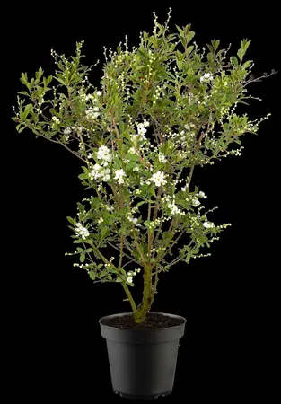 Exochorda rac. 'Blushing Pearl' - 40-50 CM C2 - image 2