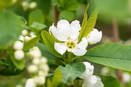 Exochorda rac. 'Blushing Pearl' - P9 - image 1