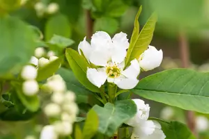 Exochorda rac. 'Blushing Pearl' - P9 - image 1