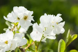Exochorda rac. 'Magical Springtime' ?  - 40-50 CM C3 - image 2