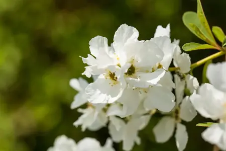 Exochorda rac. 'Magical Springtime' ?  - 50-60 CM C7.5 - image 3