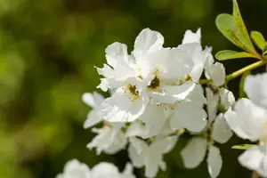 Exochorda rac. 'Magical Springtime' ?  - 50-60 CM C7.5 - image 3