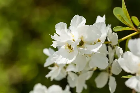 Exochorda rac. 'Magical Springtime' ?  - 3 Ltr pot - image 3