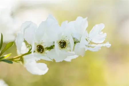 Exochorda rac. 'Magical Springtime' ?  - P12 - image 1