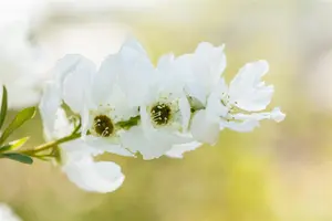 Exochorda rac. 'Magical Springtime' ? 