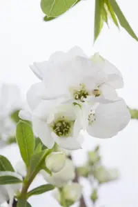 Exochorda rac. 'Niagara' ?