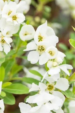 Exochorda rac. 'Niagara' ? - 2 Ltr pot - image 3