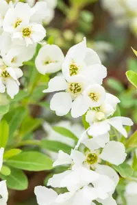 Exochorda rac. 'Niagara' ? - 2 Ltr pot - image 3