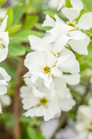 Exochorda rac. 'Niagara' ? - 2 Ltr pot - image 5