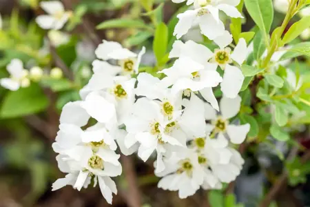 Exochorda rac. 'Niagara' ? - P9 - image 5