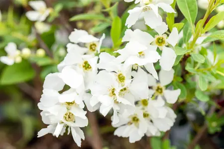 Exochorda rac. 'Niagara' ? - 2 Ltr pot - image 2