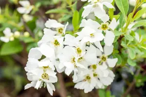 Exochorda rac. 'Niagara' ? - 2 Ltr pot - image 2