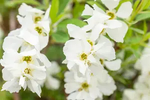 Exochorda rac. 'Niagara' ? - 2 Ltr pot - image 4