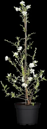 Exochorda rac. 'Niagara' ? - P9 - image 2