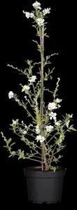 Exochorda rac. 'Niagara' ? - 60-80 CM C3 WHIP - image 2