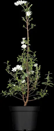 Exochorda rac. 'Niagara' ? - P10.5 - image 4