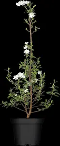 Exochorda rac. 'Niagara' ? - 40-60 CM C4 - image 4