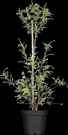 Exochorda rac. 'Niagara' ? - P9 - image 3