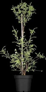 Exochorda rac. 'Niagara' ? - P9 - image 3