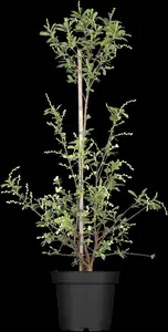 Exochorda rac. 'Niagara' ? - P10.5 - image 3