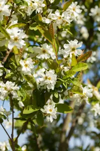 Exochorda serr. 'Snow White'  - 300-350 CM C230 - image 4
