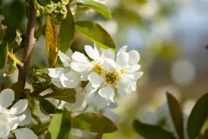 Exochorda serr. 'Snow White'  - 300-350 CM C230 - image 2