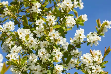 Exochorda serr. 'Snow White'  - 300-350 CM C230 - image 3