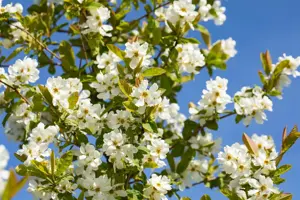 Exochorda serr. 'Snow White'  - 300-350 CM C230 - image 3