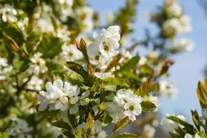 Exochorda serr. 'Snow White'  - 300-350 CM C230 - image 5
