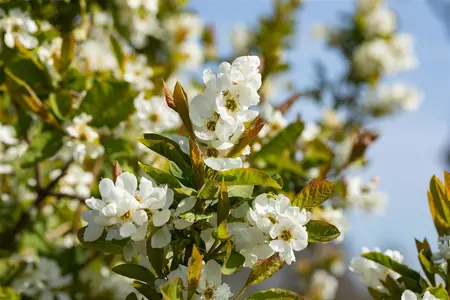 Exochorda serr. 'Snow White'  - STD 10-12 CM CONT    - image 5