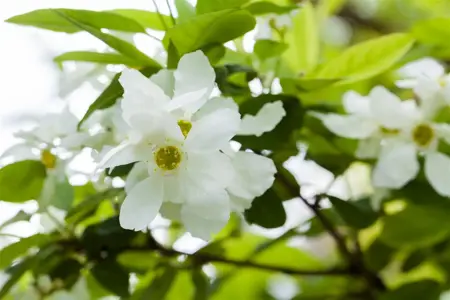 Exochorda serr. 'Snow White'  - 300-350 CM C230 - image 1