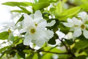 Exochorda serr. 'Snow White'  - 300-350 CM C230 - image 1