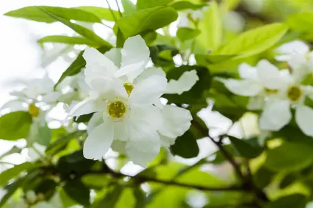Exochorda serr. 'Snow White'  - STD 10-12 CM CONT    - image 1