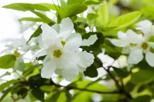 Exochorda serr. 'Snow White' 