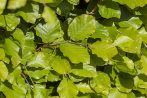 FAGUS DAWYCK GOLD