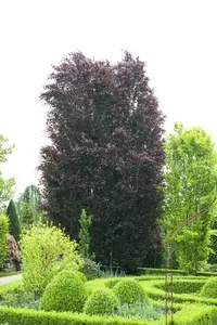 FAGUS PURPUREA
