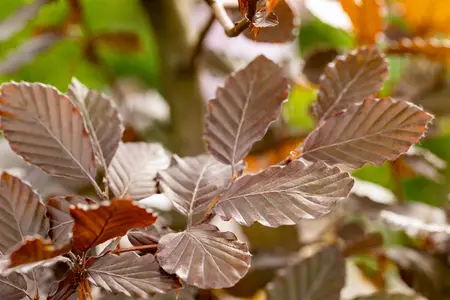 FAGUS PURPUREA 20L - image 4