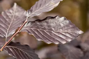 FAGUS PURPUREA 20L - image 5