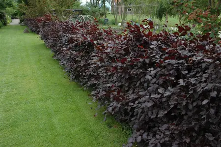 FAGUS PURPUREA 20L - image 2