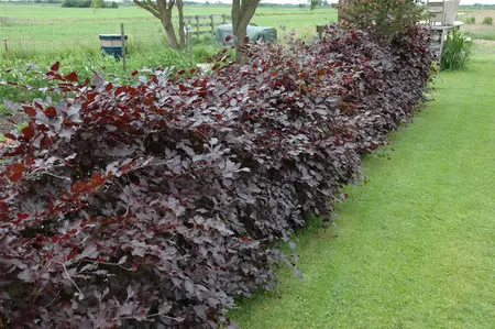 FAGUS PURPUREA 20L - image 3