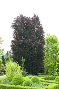 FAGUS s PURPUREA