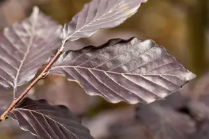 FAGUS s PURPUREA 150-175CM 10L - image 5