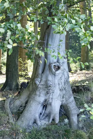Fagus sylvatica - MULTISTEM 200-250 CM RB - image 4