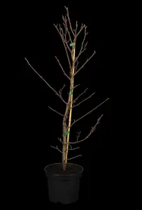 Fagus sylvatica - 275-300 CM RB - image 1