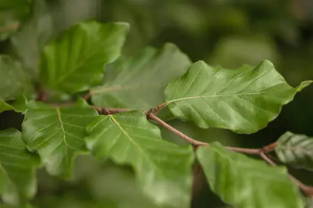 Fagus sylvatica - 40-60 CM P9 - image 3