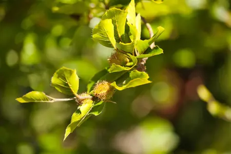 Fagus sylvatica - 40-60 CM P9 - image 5