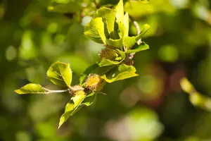 Fagus sylvatica - 40-60 CM P9 - image 5