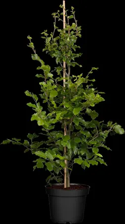 Fagus sylvatica - BALL 140 CM CONT - image 2