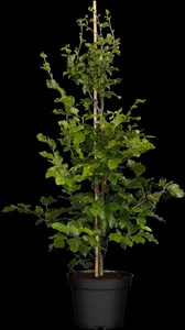 Fagus sylvatica - 40-60 CM P9 - image 2