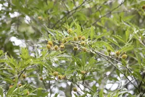 Fagus sylvatica 'Aspleniifolia'
